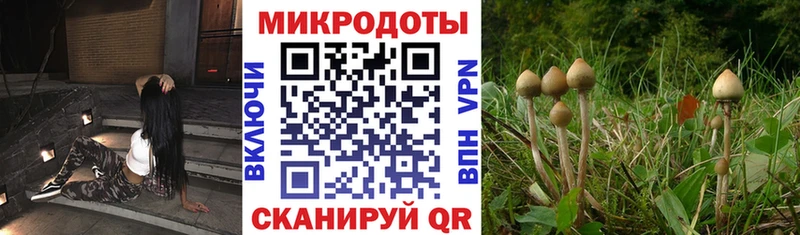 KRAKEN   где найти   Светлый  Галлюциногенные грибы Psilocybine cubensis 